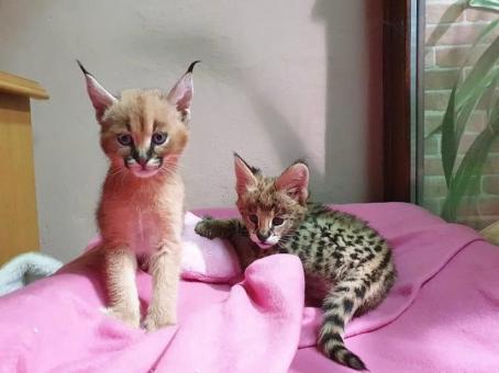 Savannah kačiukai serval ir caracal 4 savaičių amžiaus.